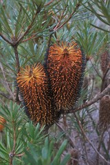 Banksia neoanglica