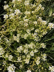 Cochlearia officinalis