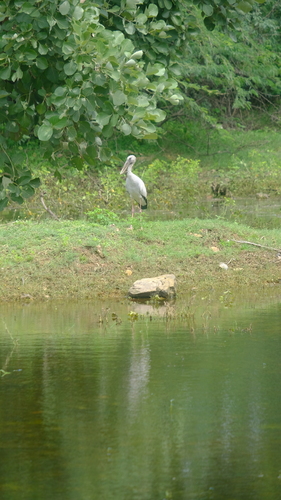 Asian Openbill