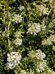 Cochlearia officinalis