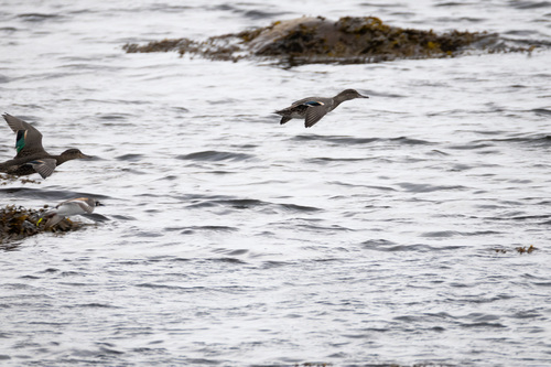 iNaturalist image