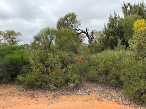 Hakea bucculenta, photograph 2