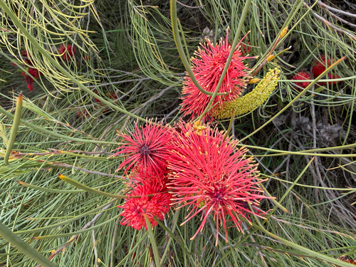 Hakea bucculenta
