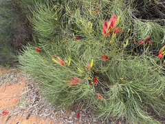 Hakea bucculenta, photograph (c) smathichong, some rights reserved (CC BY)