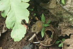 Perophthalma tullius