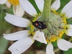 Deraeocoris ribauti