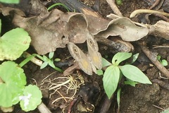 Perophthalma tullius