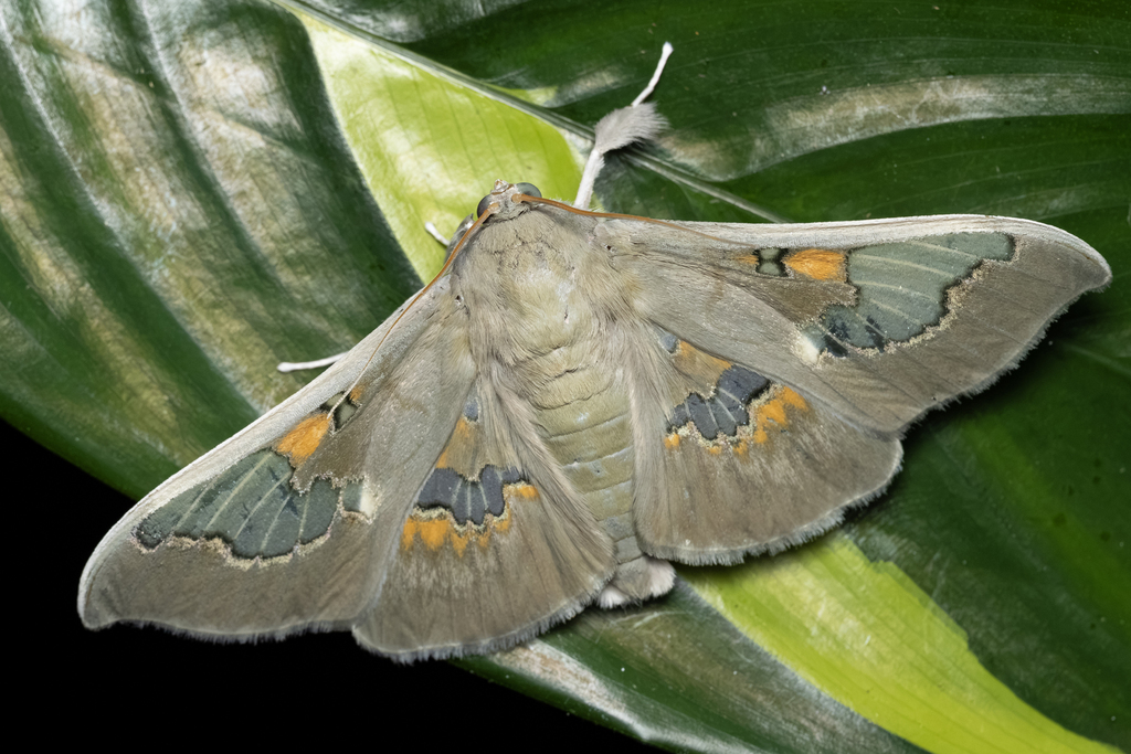 Siga pyronia