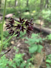 Matelea hirtelliflora