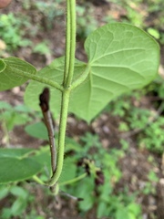 Matelea hirtelliflora
