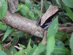 Clinotarsus curtipes