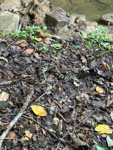 Timber Rattlesnake