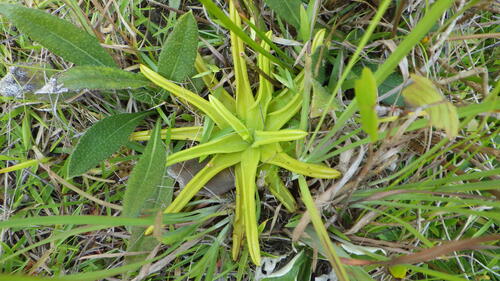 Yellow Butterwort