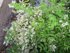 Deutzia gracilis