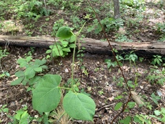 Matelea hirtelliflora