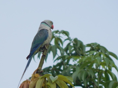 Psittacula columboides