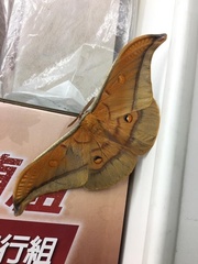 Antheraea formosana