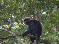 Semnopithecus johnii