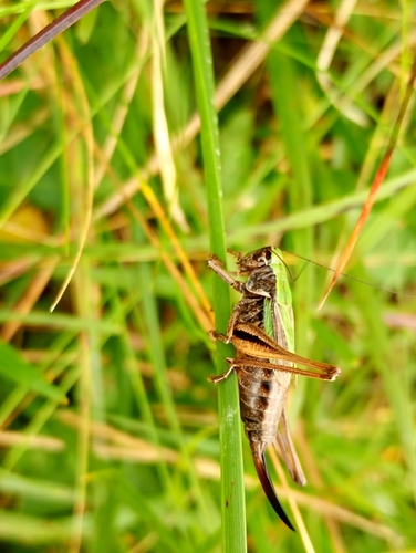 Bog Bush-cricket