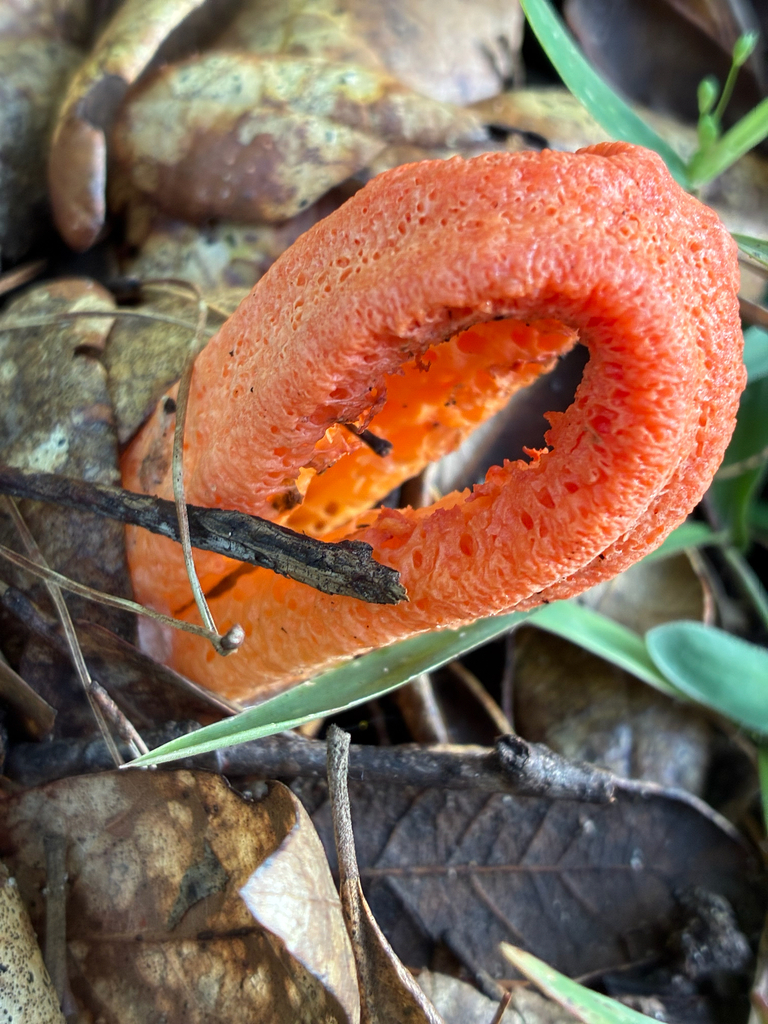 column stinkhorn · September 2026 · photo: Photo: (c) Bitty Reilly, some rights reserved (CC BY) · iNaturalist