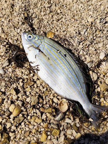 Salema Porgy