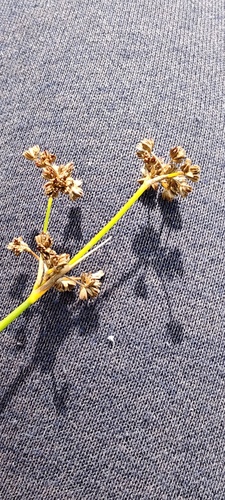 Juncus subnodulosus