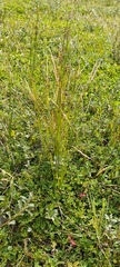(c) Michel Langeveld, some rights reserved (CC BY) Juncus subnodulosus, photograph (c) Michel Langeveld, some rights reserved (CC BY)