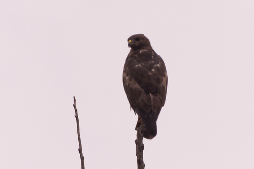 Common Buzzard