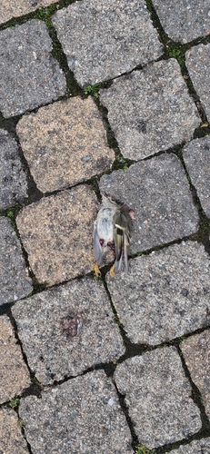 Goldcrest