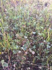 Trifolium microdon