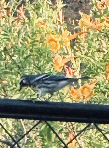 Yellow-throated Warbler