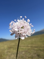 Succisella petteri