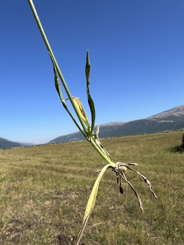Succisella petteri, photograph 1
