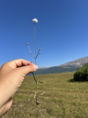 Succisella petteri, photograph author not stated, no rights reserved