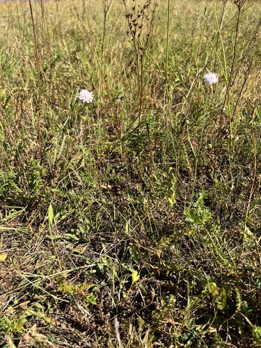 Succisella petteri, photograph 3