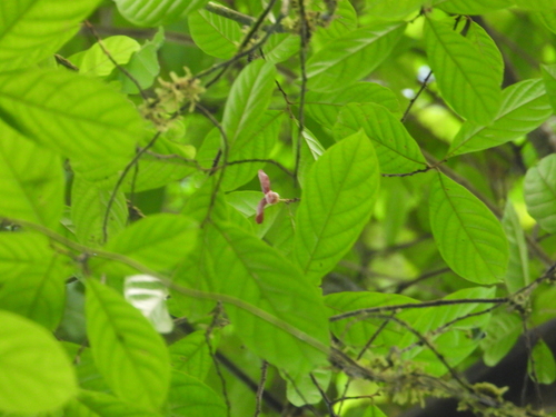 Annona ambotay, 2026-08-29