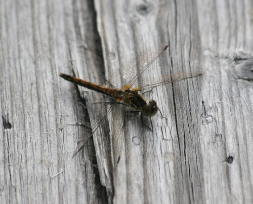 Black Meadowhawk