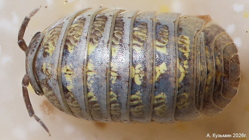 Common Pill Woodlouse