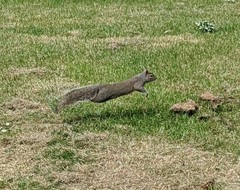 Sciurus carolinensis