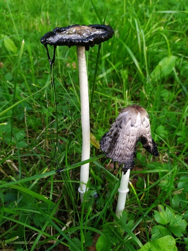 Shaggy Mane