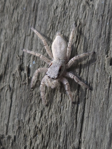 Gray Wall Jumping Spider, Port Aransas, TX, USA, photo 6 of 10