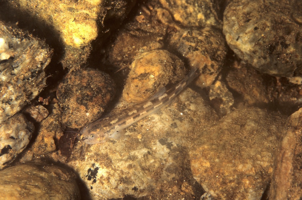 Trichomycterus albinotatus