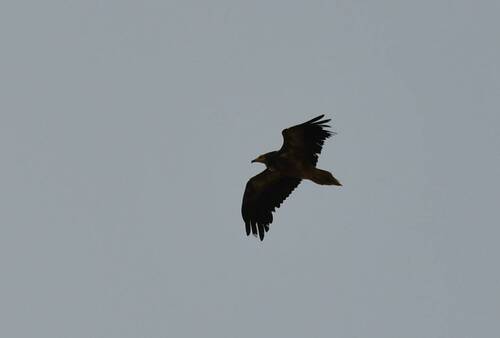 Egyptian Vulture
