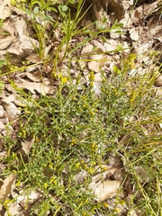 Genista libanotica