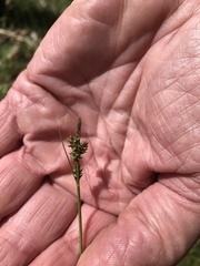 Carex pilulifera