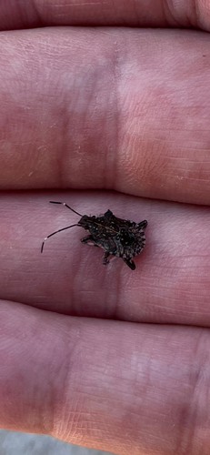Brown Marmorated Stink Bug