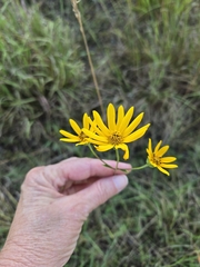 Helianthus occidentalis