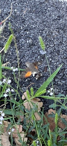 Eurasian Hummingbird Hawkmoth