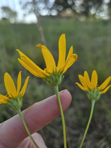Helianthus occidentalis, photograph 2