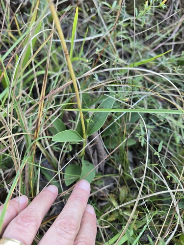 Helianthus occidentalis, photograph 3